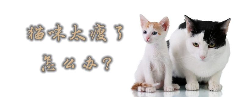 猫太瘦怎么办？