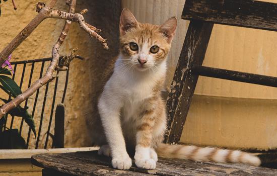 你一定要一直戴着猫苔羞耻环吗？猫苔羞戒什么时候取？