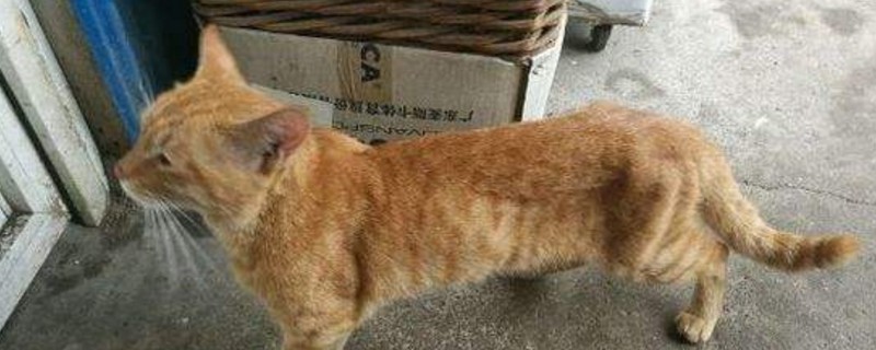 橘猫很瘦怎么回事