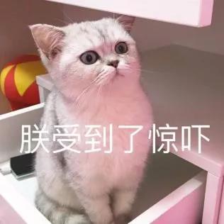 长期养猫的人，肺里会积猫毛究竟是真是假？