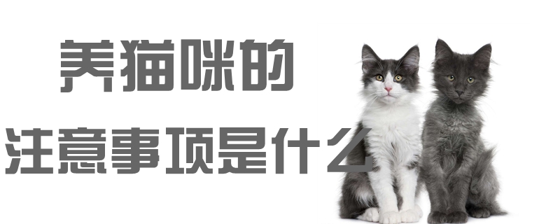 养猫有什么注意事项？