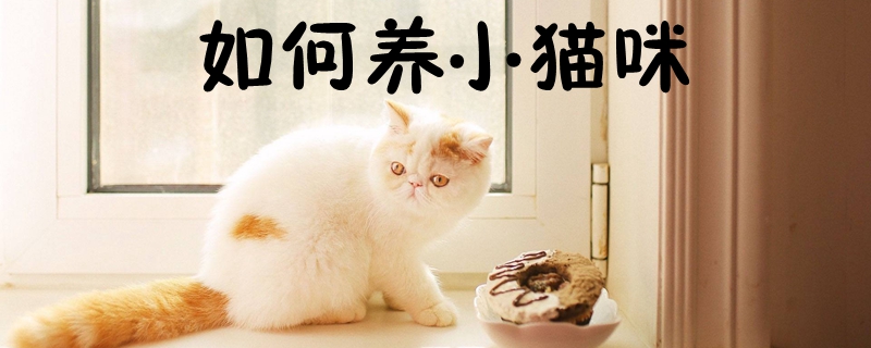 如何养一只小猫