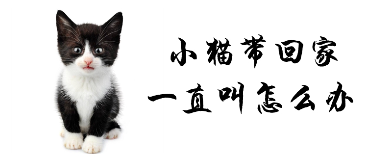 把小猫带回家一直叫怎么办？