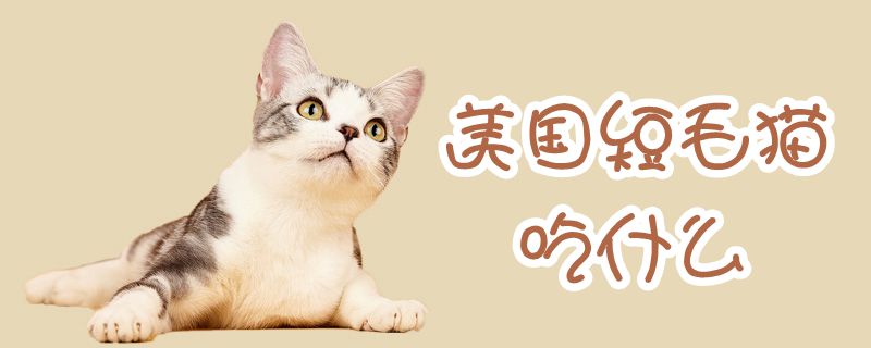 美国短毛猫吃什么？