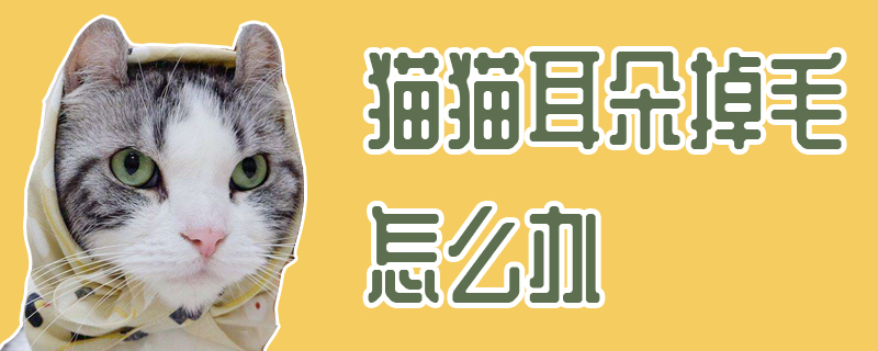 猫失去耳朵怎么办？