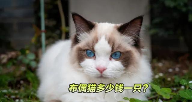 山猫纹布偶猫多少钱一只(山猫纹布偶猫)