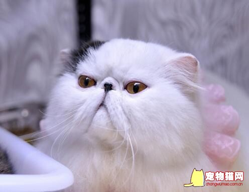 猫中贵族波斯猫拉肚子怎么办