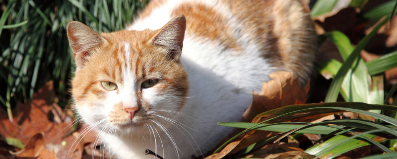 如何分辨黄狸花与橘猫