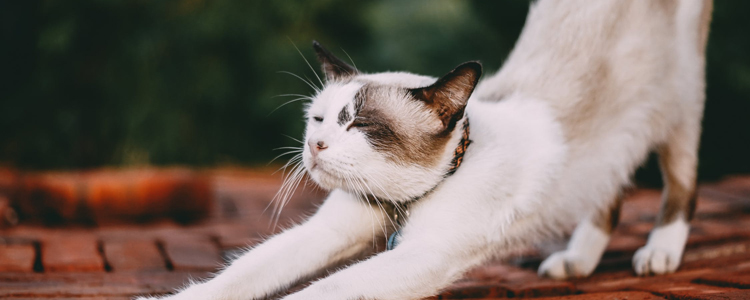 几个月大的猫需要一个猫抓板。它怎么能从家具切换到猫抓板？