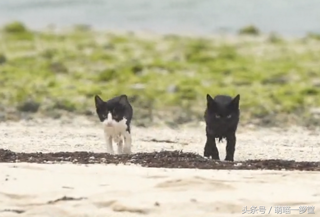 猫会不会游泳(狸花猫会游泳吗)