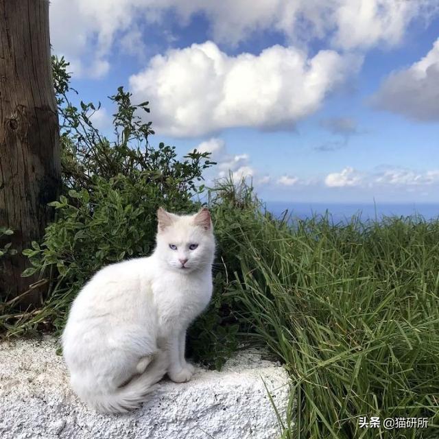 猫能看见什么颜色(布偶猫能看见什么颜色)