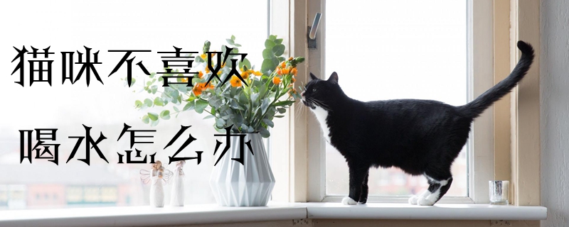 猫不喜欢喝水怎么办？