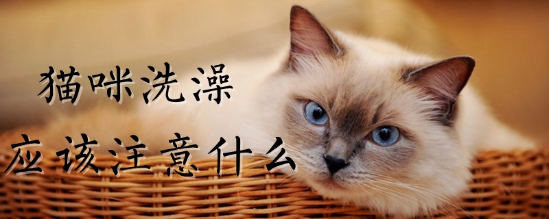 猫咪洗澡要注意什么？