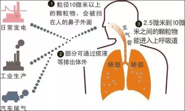 长期养猫的人，肺里会积猫毛究竟是真是假？