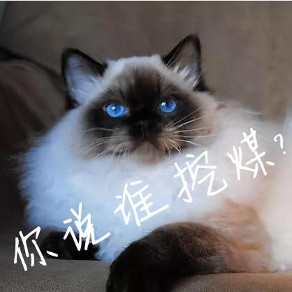 手套色布偶猫是不是串(为什么叫手套色布偶猫)