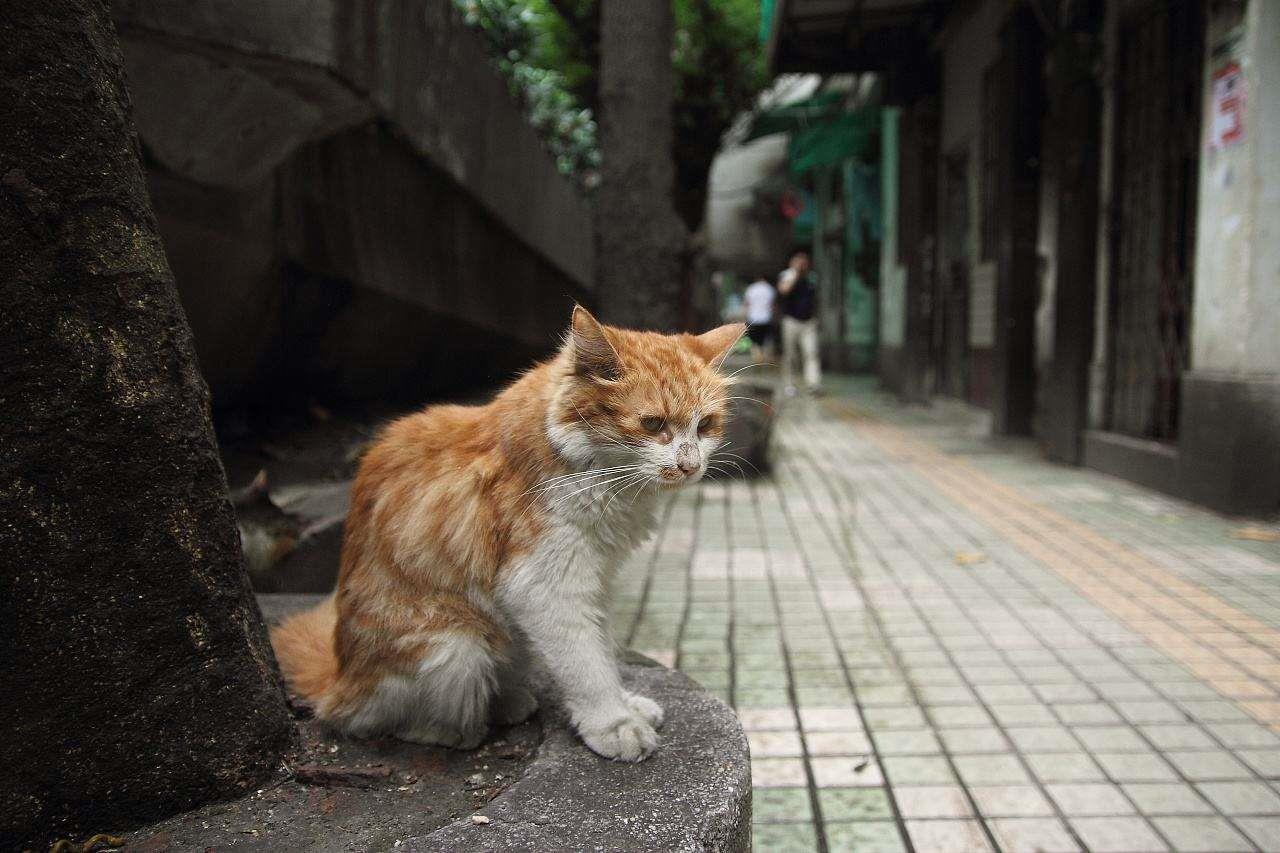 为什么流浪猫会挑食，会被好心人养肥？