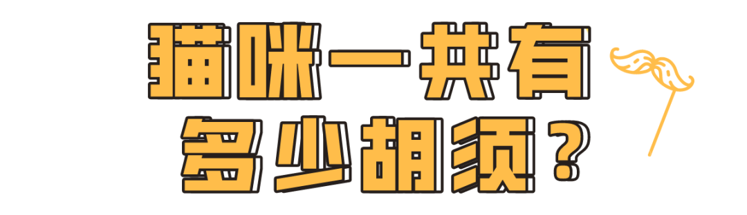 “拔猫胡子发财招桃花？”别迷信了！!