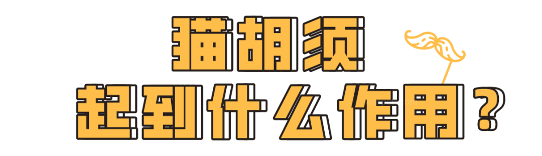 “拔猫胡子发财招桃花？”别迷信了！!