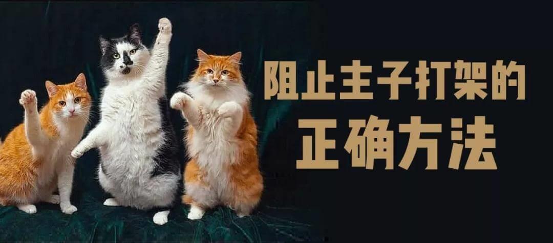 如何阻止两只猫打架？你用了正确的方法吗？