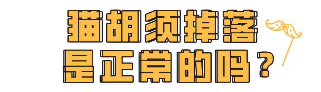 “拔猫胡子发财招桃花？”别迷信了！!