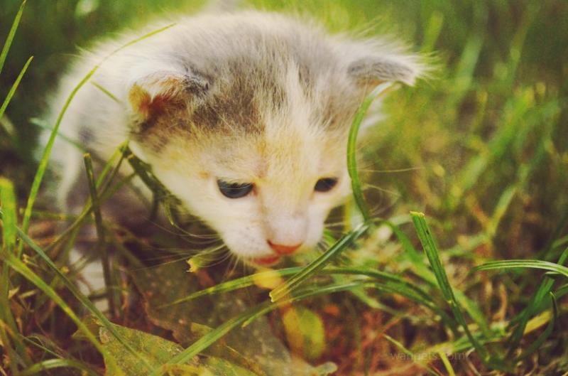 小猫可以喝牛奶吗？不建议。看完你就明白了。