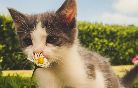 猫失踪一个月你还记得主人吗？猫消失一个月主人会忘记吗？