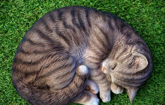 如何摆脱野猫，如何摆脱野猫