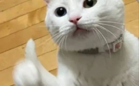 中午好  发表情啦
