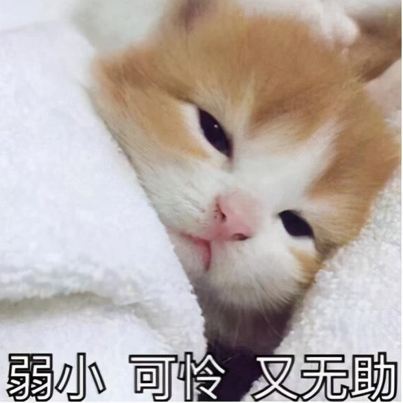 猫咪发抖是冷吗(猫咪发抖是不是冷)